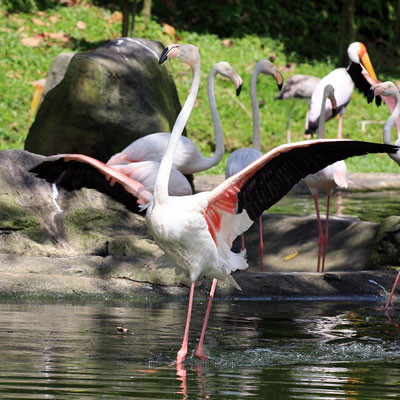 zoo de la palmyre